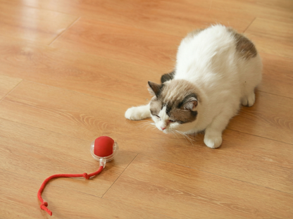 כדור הפלא של Raynite™